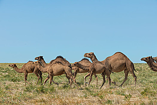 骆驼,饲养,农场,南,区域,哈萨克斯坦,亚洲