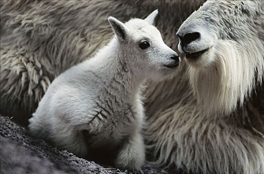 石山羊,雪羊,母兽,冰川国家公园,蒙大拿