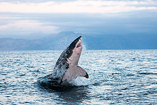 大白鲨,沙鲨属,成年,鲸跃,福尔斯湾,南非