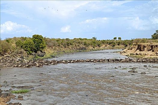 牧群,蓝色,角马,河,马赛马拉国家保护区,肯尼亚