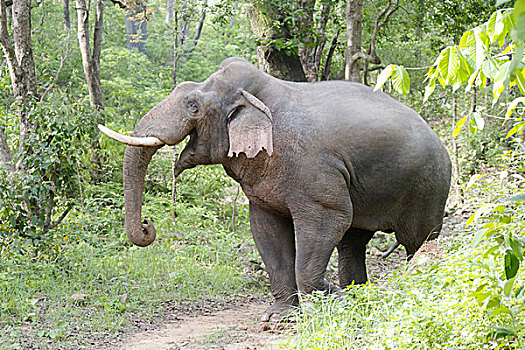 亚洲象,雄性动物,姿势