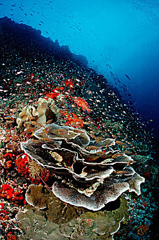 珊瑚礁,莴苣,珊瑚,印度洋,马尔代夫