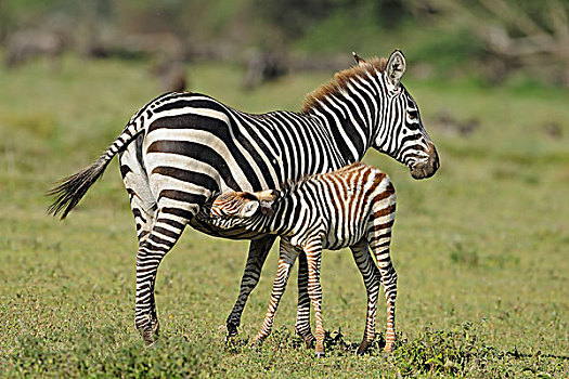 斑马,马,小马,吸吮,塞伦盖蒂国家公园,坦桑尼亚
