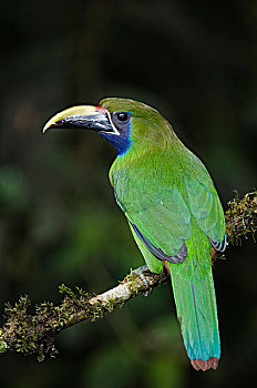 绿巨嘴鸟,成年,栖息,中心,山谷,哥斯达黎加,中美洲