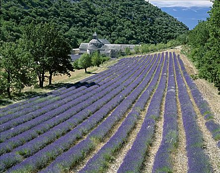 薰衣草,地点,普罗旺斯,法国