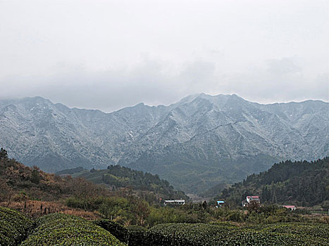 茶山