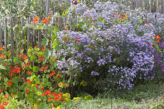 木篱,金莲花属植物,旱金莲,紫苑属