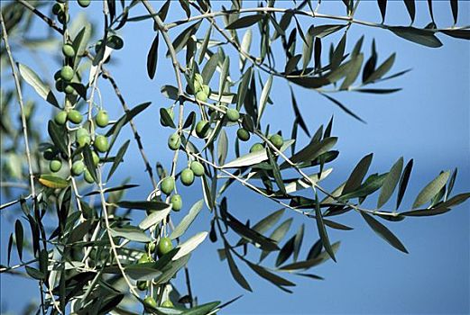 橄榄树,欧橄榄,水果,意大利