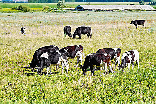 母牛,黑白,草地
