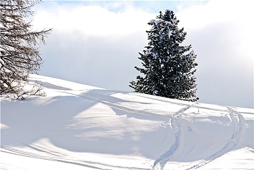 滑雪,冷杉,白云岩,意大利