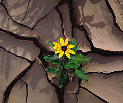 美国,加利福尼亚,安萨玻里哥沙漠州立公园,向日葵,缝隙,泥,画廊