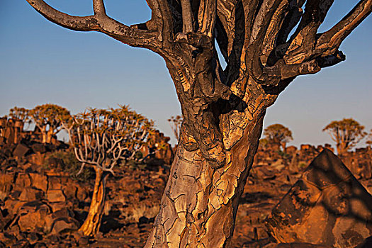 抖树,岩石上,纳米比亚