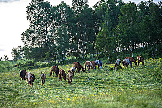 乌兰布统的草原