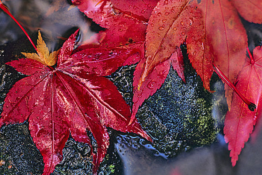 特写,秋天,枫叶,日式庭园,温哥华岛,不列颠哥伦比亚省,加拿大