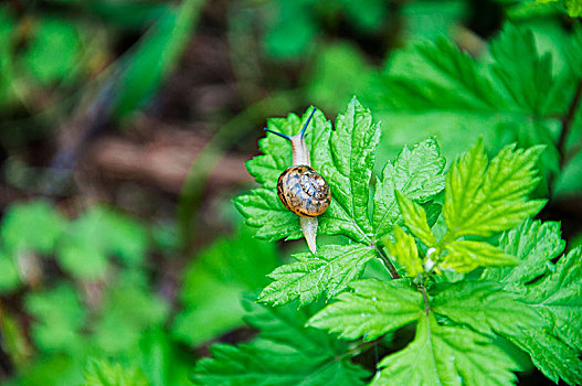 青草叶子上的一只蜗牛