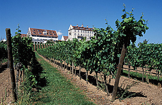 葡萄园,正面,城堡,葡萄种植,酿酒葡萄,葡萄酒,康士坦茨湖,巴登符腾堡,德国,欧洲