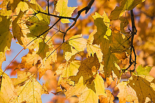 黄色,绿色,枫树,枝条,蒙特利尔,魁北克,加拿大