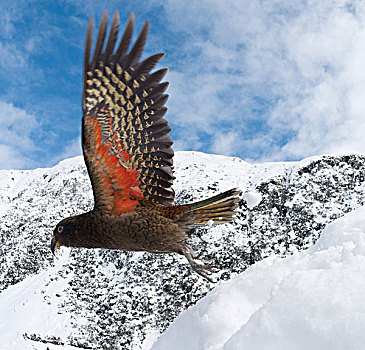 食肉鹦鹉,啄羊鹦鹉,飞起,展示,色彩,翼,新西兰