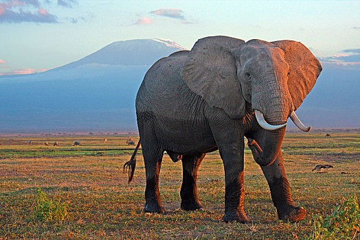 非洲象,正面,乞力马扎罗山,安伯塞利国家公园,肯尼亚,非洲
