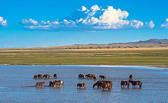 成群,野马,河床,河,国家公园,蒙古,亚洲
