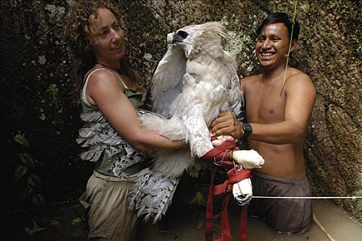 哈比鹰,角雕,野生,老,幼鸟,拿,亚马逊雨林,厄瓜多尔