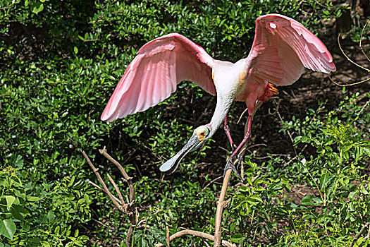 粉红琵鹭,张嘴,翼,德克萨斯,美国