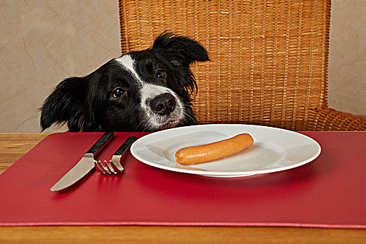 博德牧羊犬,看,桌子,香肠,盘子