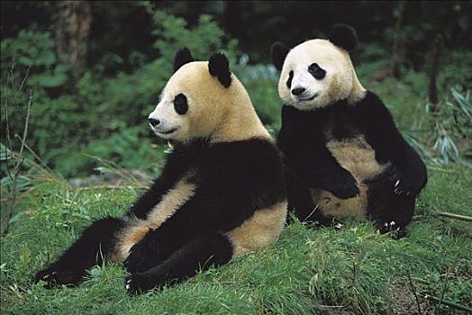 大熊猫,坐,成都,熊猫,饲养,研究中心,中国