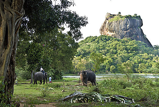 两只,象,树林,岩石构造,背景,锡吉里耶,地区,斯里兰卡
