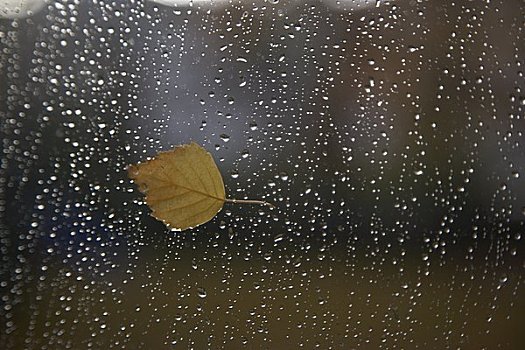 叶子,雨滴,窗户