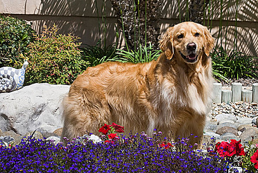 金毛猎犬,站立,花园,花