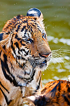幼兽,虎,11个月,老,玩,水中,印度支那老虎,泰国