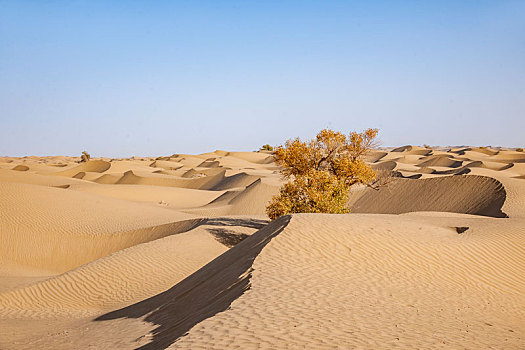 新疆塔里木沙漠公路旁的沙漠中千年胡杨树