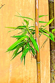 抽出新芽的竹子