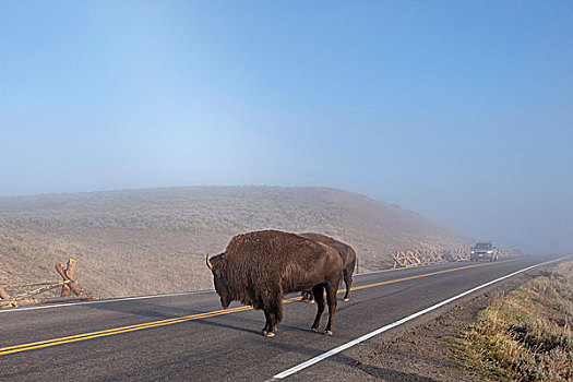 野牛,途中,黄石国家公园,怀俄明