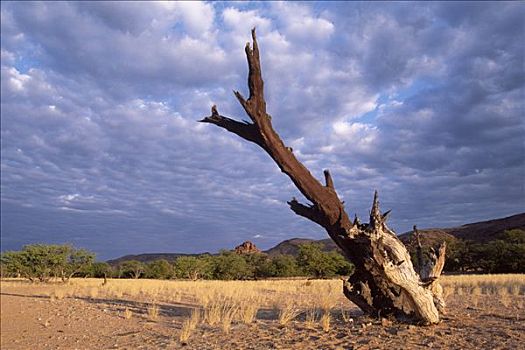枯木,达马拉兰,纳米比亚,非洲
