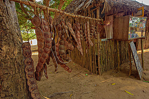 马达加斯加豆荚树