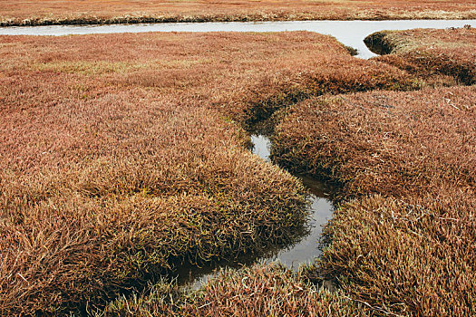 湿地,黄昏,国家海岸,自然保护区,加利福尼亚,美国