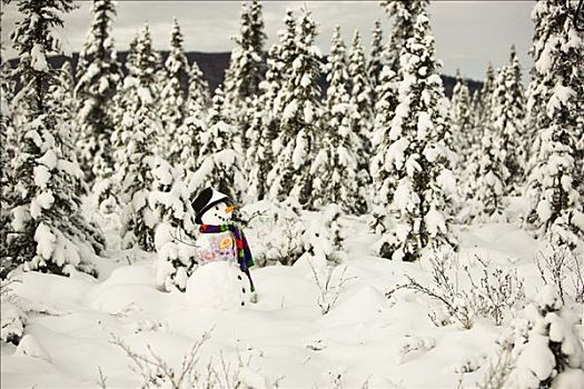 雪人,彩色,围巾,背心,戴着,黑色上衣,帽子,站立,雪中,遮盖,云杉,树林,靠近,费尔班克斯,阿拉斯加,冬天