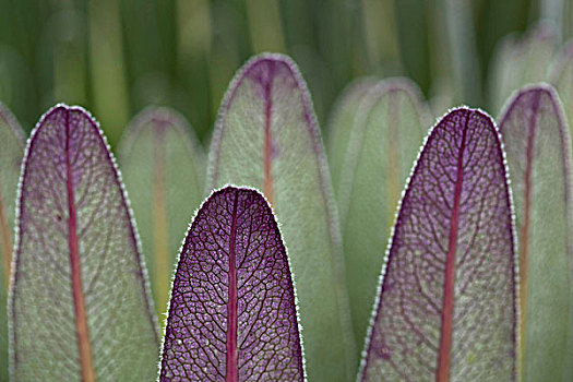 巨大,山梗莱属植物,高,紫外线,辐射,潮湿,霜
