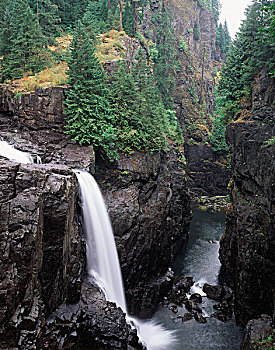 麋鹿,瀑布,省立公园,温哥华岛,峡谷,大幅,尺寸
