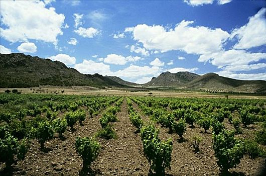 酒用葡萄种植区,西班牙,家,葡萄