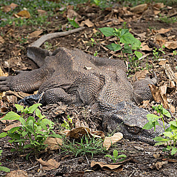 科摩多巨蜥,野生动物,五月,印度尼西亚,科莫多岛,老