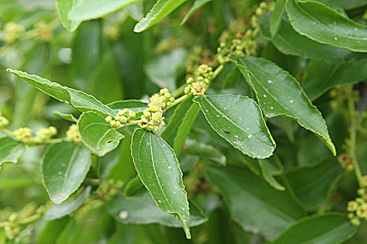 枣花图片 枣花图片大全 枣花图片素材