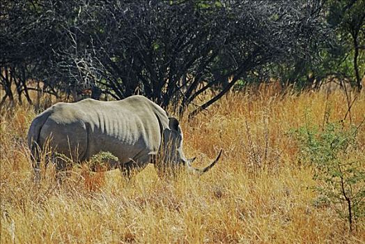 犀牛,国家公园,省,西北,南非