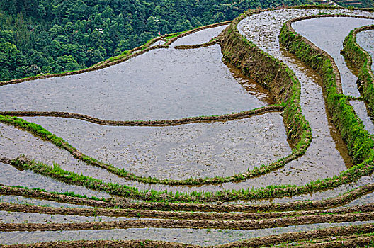 桂林梯田风光