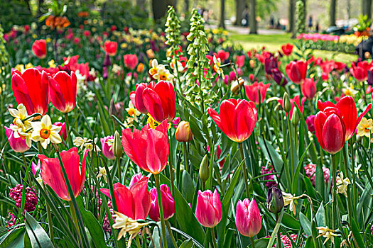 花坛,红色,郁金香,郁金香属,库肯霍夫公园,荷兰,欧洲