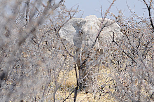 非洲象,埃托沙国家公园,纳米比亚,非洲