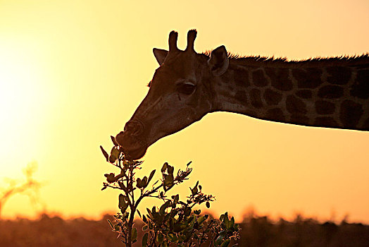南方长颈鹿,长颈鹿,成年,吃,动物,日落,剪影,喂食,克鲁格国家公园,南非,非洲