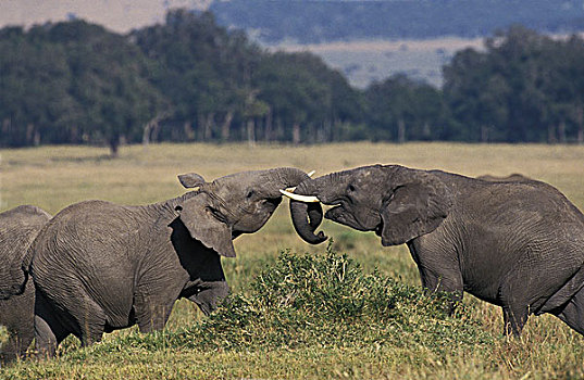 非洲象,幼兽,玩,马赛马拉,公园,肯尼亚